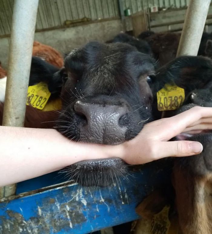 18 fotos que vão colocar um sorriso largo em seu rosto 16