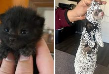18 fotos que vão colocar um sorriso largo em seu rosto 59