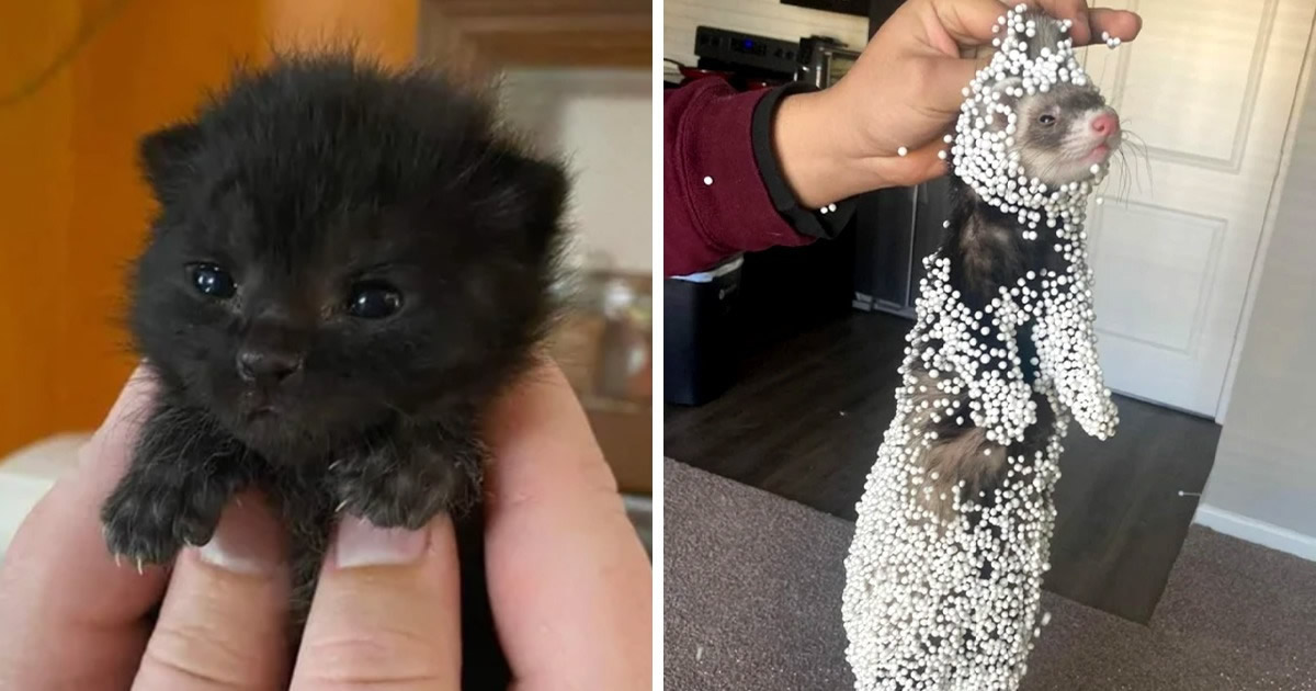 18 fotos que vão colocar um sorriso largo em seu rosto