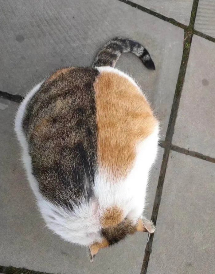 15 fotos que vão fazer você esfregar os olhos duas vezes 11