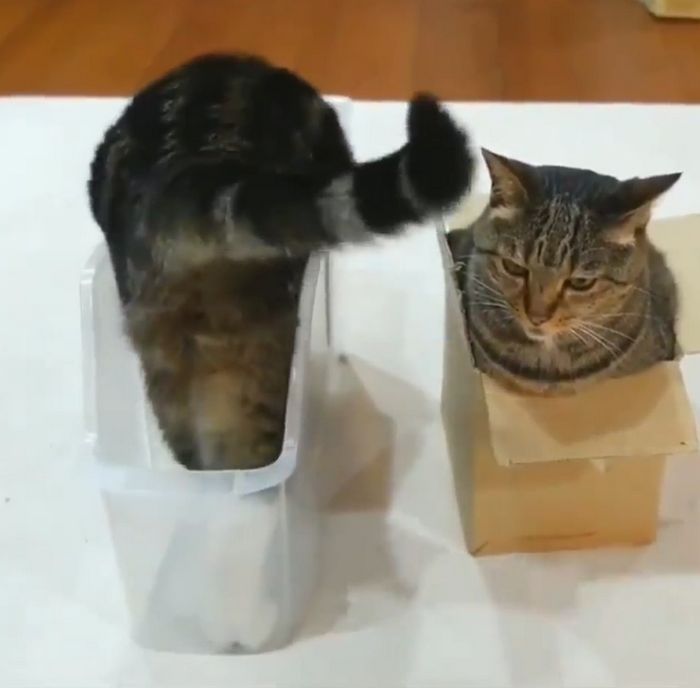 15 fotos que vão fazer você esfregar os olhos duas vezes 12