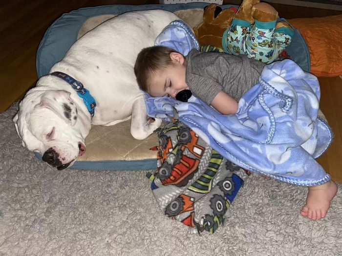 Garotinho sai da sua cama para ir dormir com seu cachorro 4