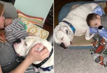 Garotinho sai da sua cama para ir dormir com seu cachorro 16