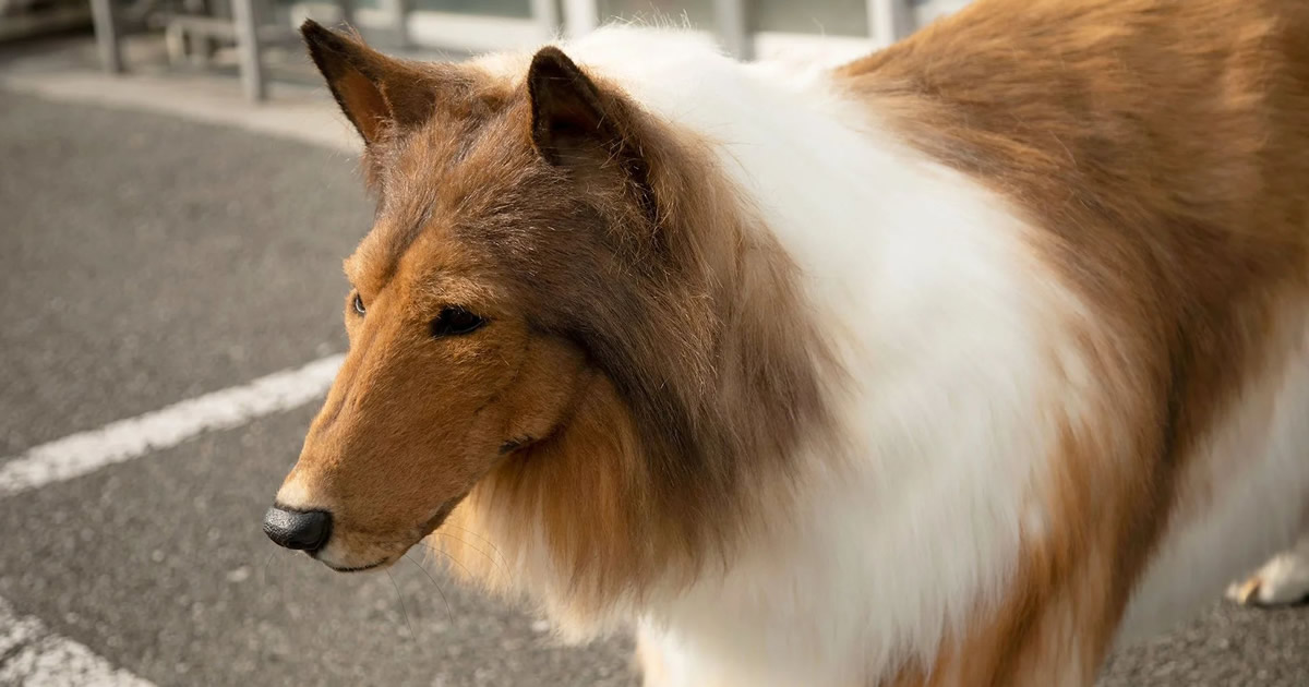 Homem gasta cerca de R$ 76 mil para virar um cachorro