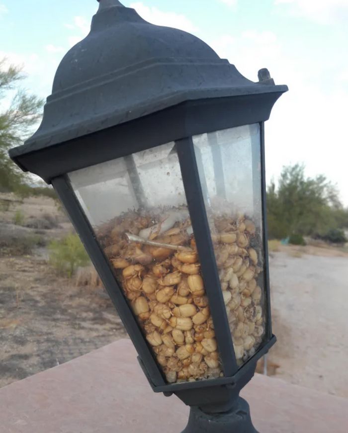 19 pessoas que não podiam acreditar em sua sorte com suas descobertas magníficas 3