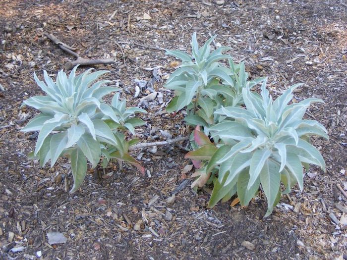 5 plantas mágicas para limpezas de energia 4