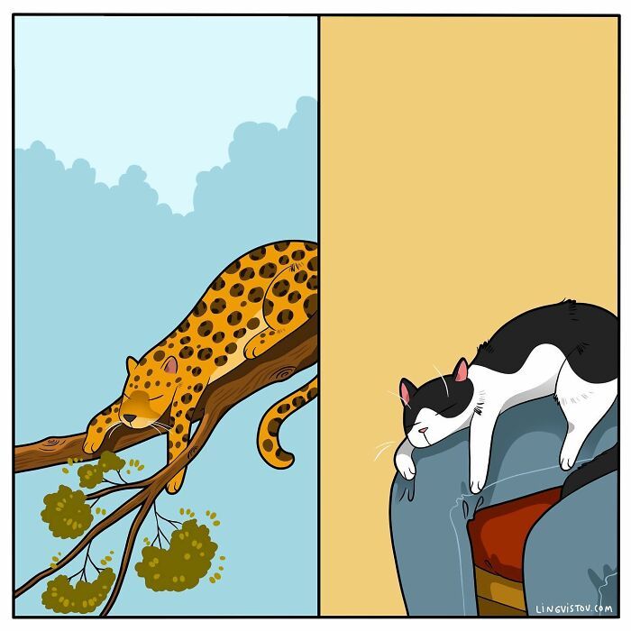 40 quadrinhos divertidos de Lingvistov mostrando como é realmente viver com um gato 20