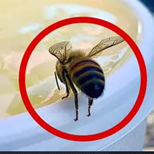 15 fotos que derreteram nossos corações mais rápido do que o sol