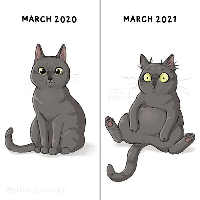 Artista mostra como é ter um gato em casa (52 fotos) 8