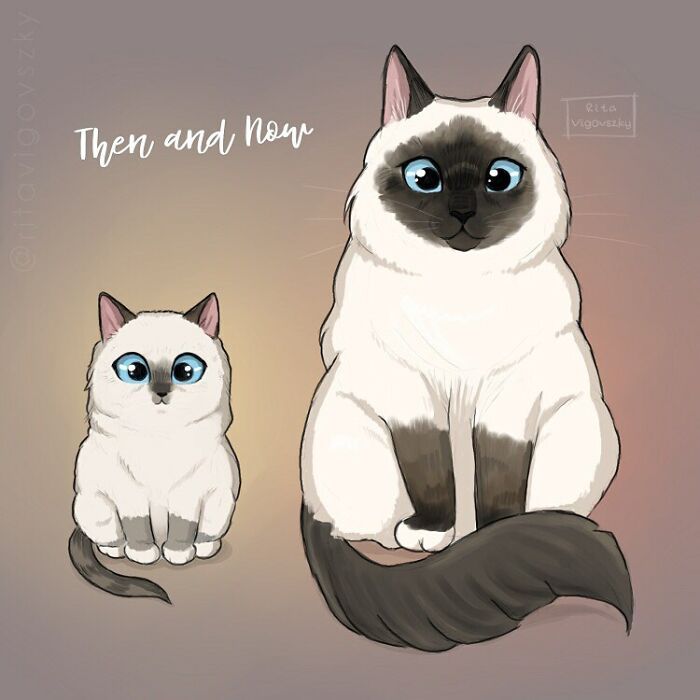 Artista mostra como é ter um gato em casa (52 fotos) 19