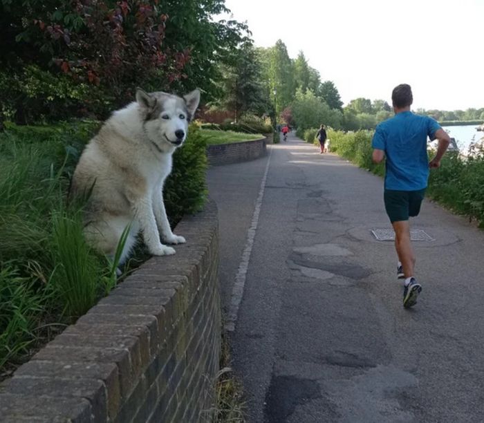 16 fotos que provam como a vida com animais de estimação é como um passeio de montanha-russa 7