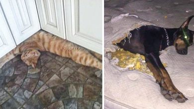 16 fotos que provam como a vida com animais de estimação é como um passeio de montanha-russa 51