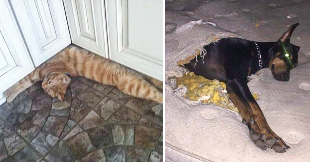 16 fotos que provam como a vida com animais de estimação é como um passeio de montanha-russa