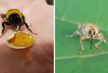 30 insetos bonitos e fofos que você pode não ter visto antes 10