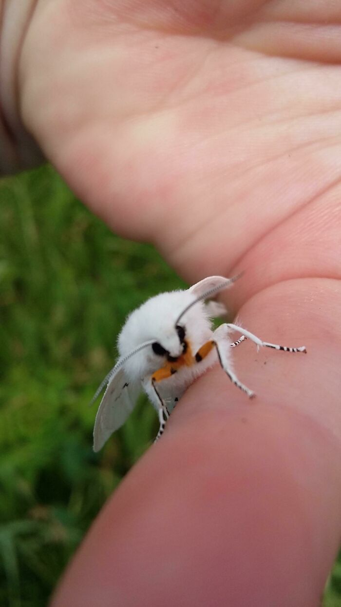 30 insetos bonitos e fofos que você pode não ter visto antes 24