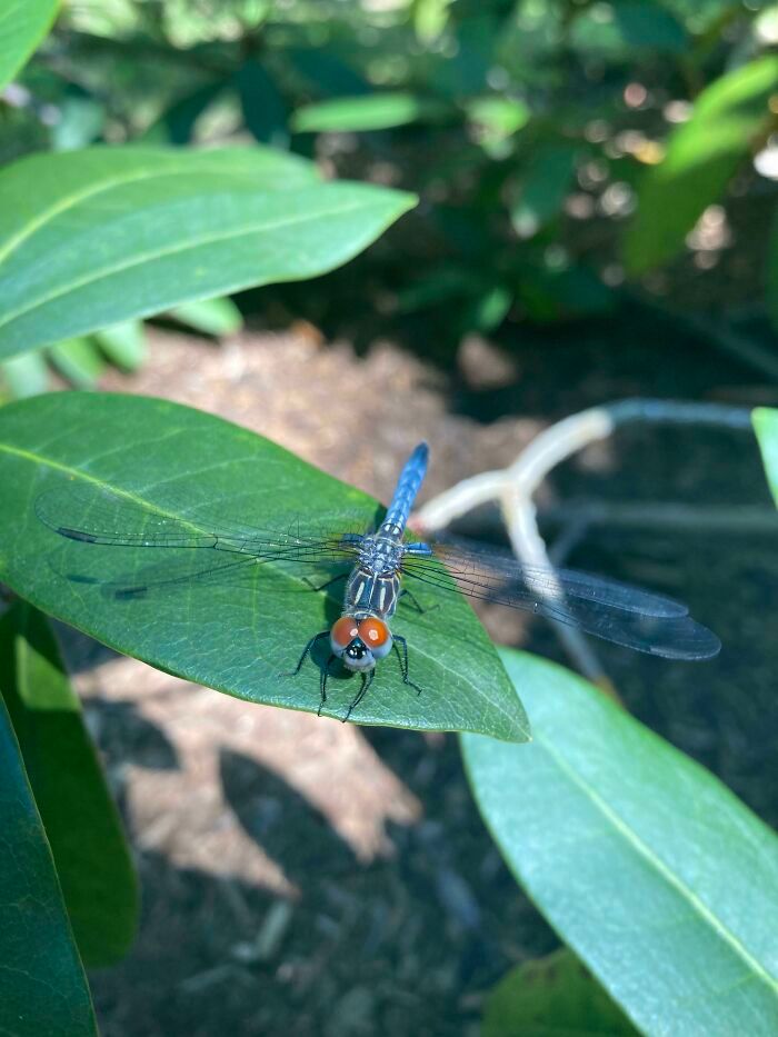30 insetos bonitos e fofos que você pode não ter visto antes 30