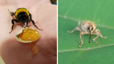 30 insetos bonitos e fofos que você pode não ter visto antes 6