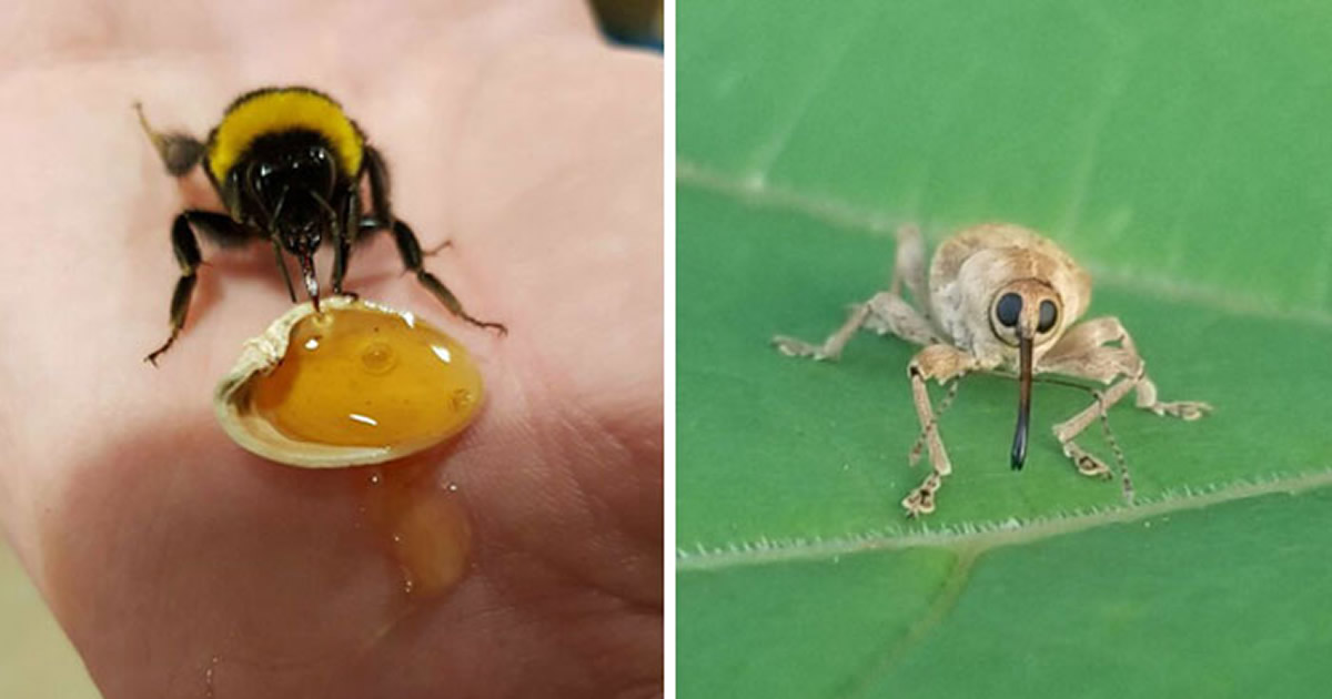 30 insetos bonitos e fofos que você pode não ter visto antes