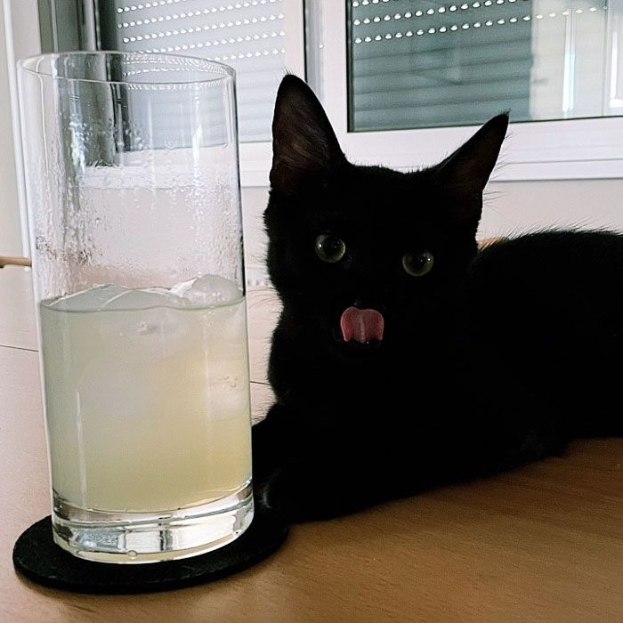 22 das melhores fotos de animais de estimação tentando roubar comida ou bebidas 5