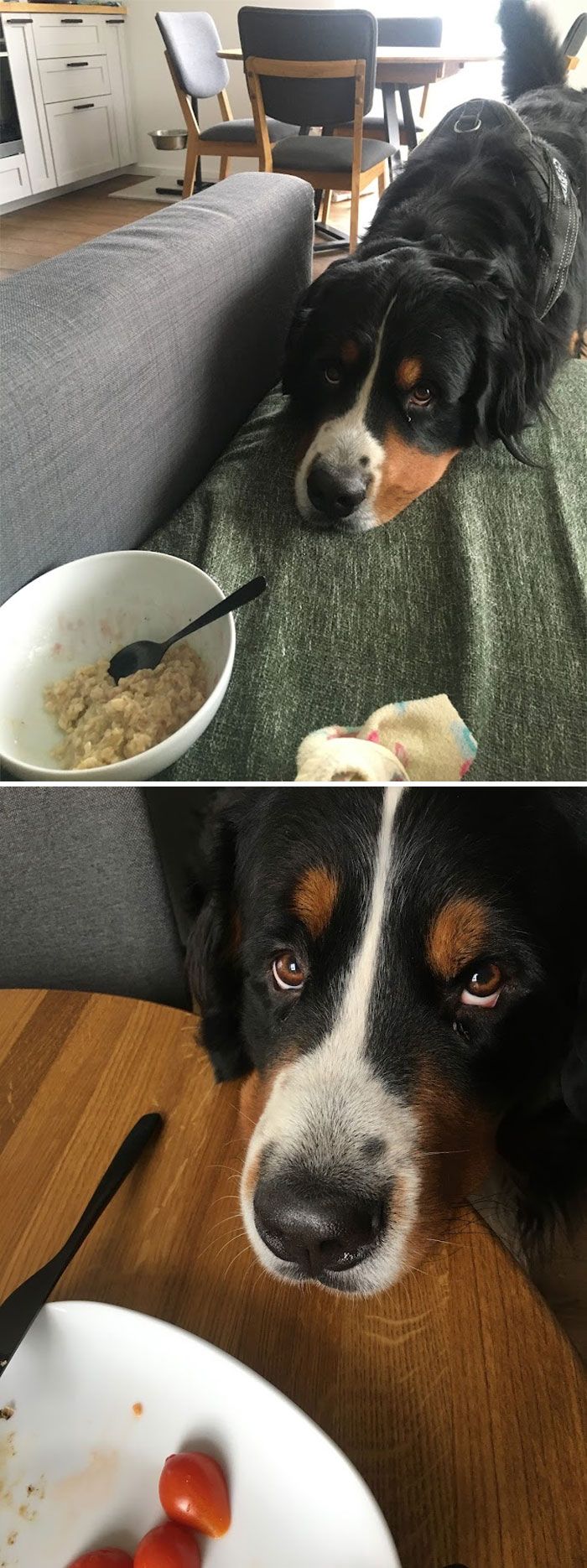 22 das melhores fotos de animais de estimação tentando roubar comida ou bebidas 6