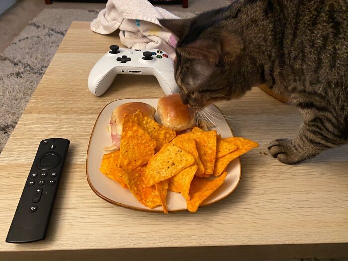 22 das melhores fotos de animais de estimação tentando roubar comida ou bebidas 7