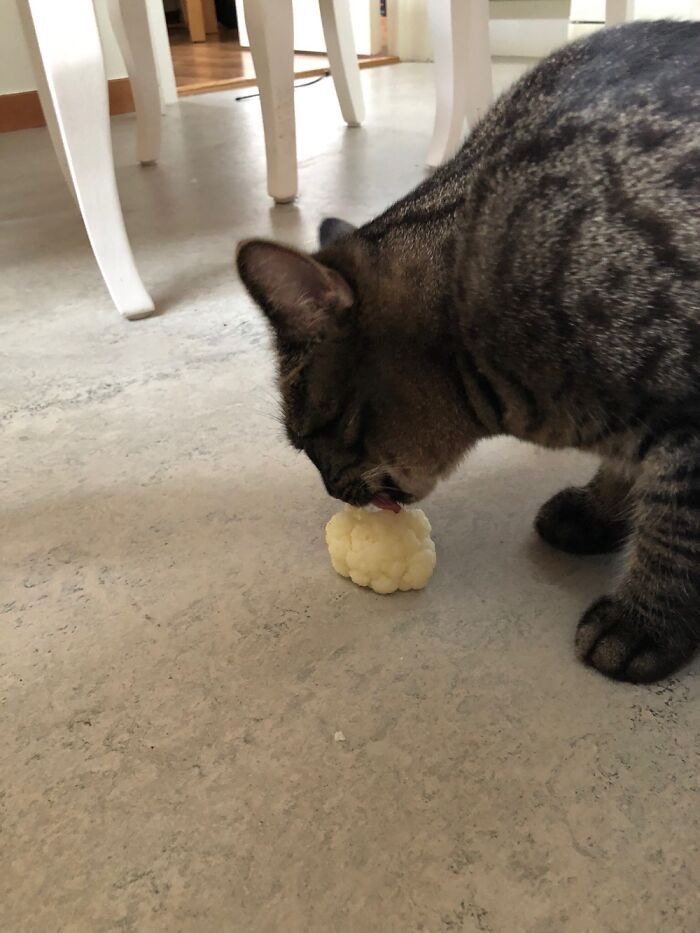 22 das melhores fotos de animais de estimação tentando roubar comida ou bebidas 9