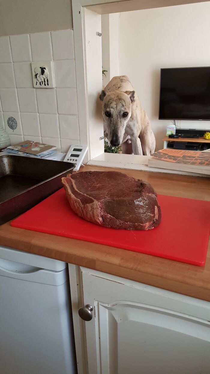 22 das melhores fotos de animais de estimação tentando roubar comida ou bebidas 10