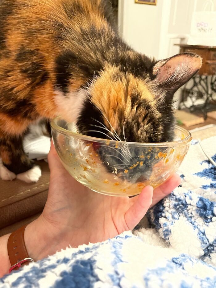 22 das melhores fotos de animais de estimação tentando roubar comida ou bebidas 14