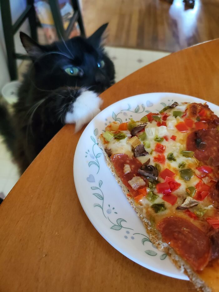 22 das melhores fotos de animais de estimação tentando roubar comida ou bebidas 16