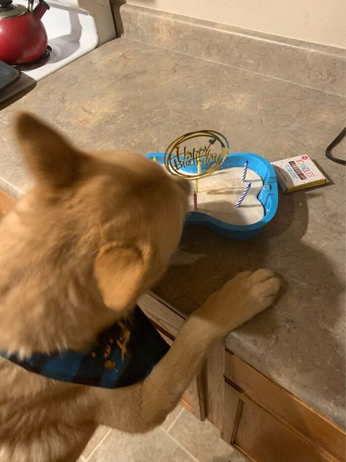 22 das melhores fotos de animais de estimação tentando roubar comida ou bebidas 18