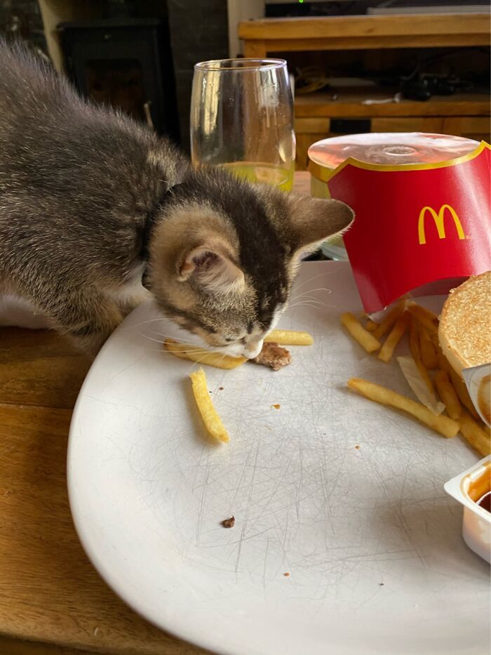 22 das melhores fotos de animais de estimação tentando roubar comida ou bebidas 19