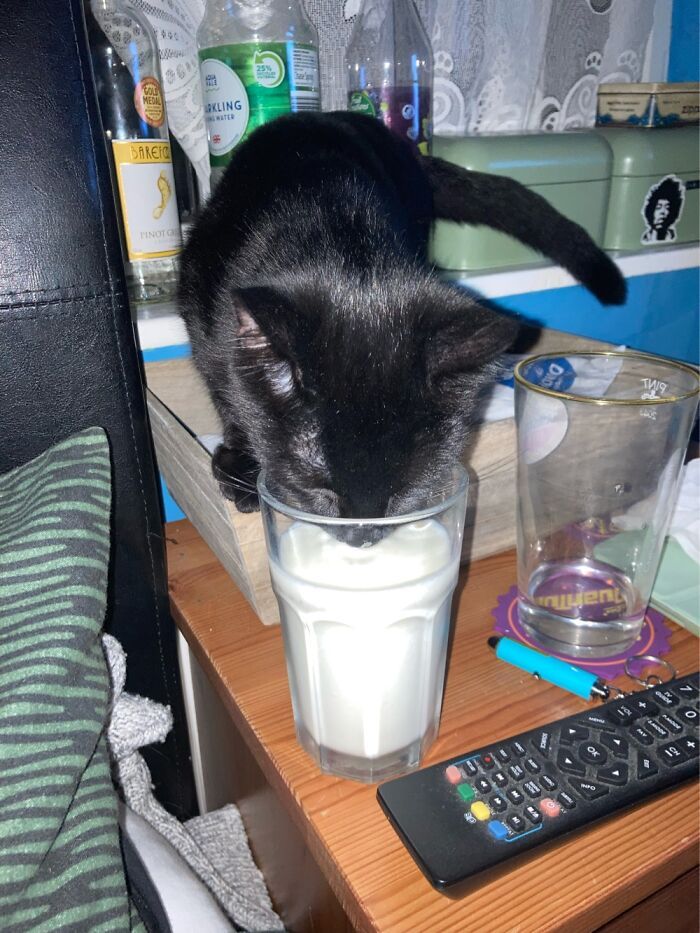 22 das melhores fotos de animais de estimação tentando roubar comida ou bebidas 20