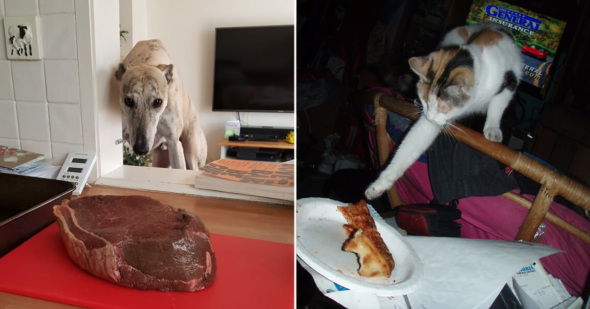 22 das melhores fotos de animais de estimação tentando roubar comida ou bebidas