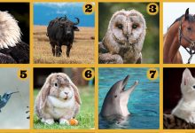 Qual poder animal você tem? 8