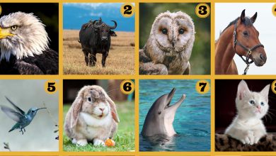 Qual poder animal você tem? 9