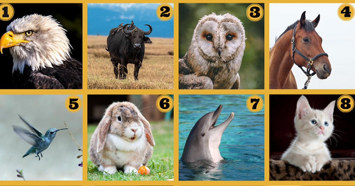 Qual poder animal você tem?
