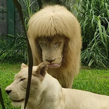 Zoológico chinês dá franja reta ao leão