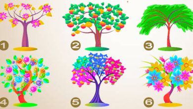 Uma dessas árvores revelará um segredo de sua personalidade 26