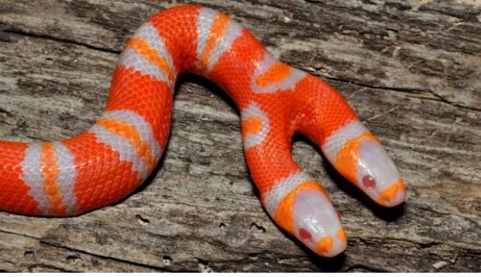 17 coisas comuns que de repente não são mais tão comuns 1