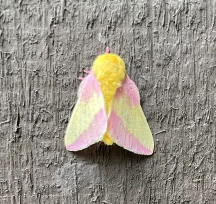 17 coisas comuns que de repente não são mais tão comuns 6