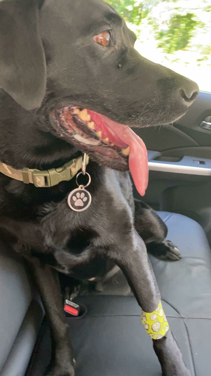 28 fotos de cães adoráveis desse grupo 1