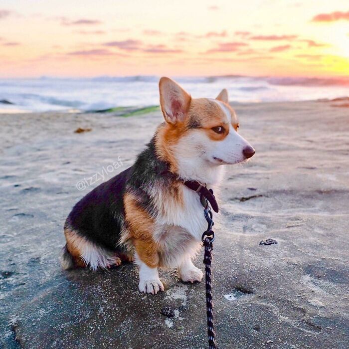 28 fotos de cães adoráveis desse grupo 2