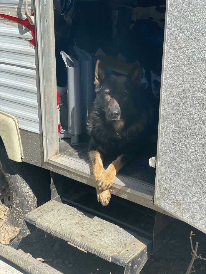 28 fotos de cães adoráveis desse grupo 4