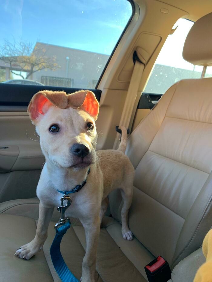 28 fotos de cães adoráveis desse grupo 6