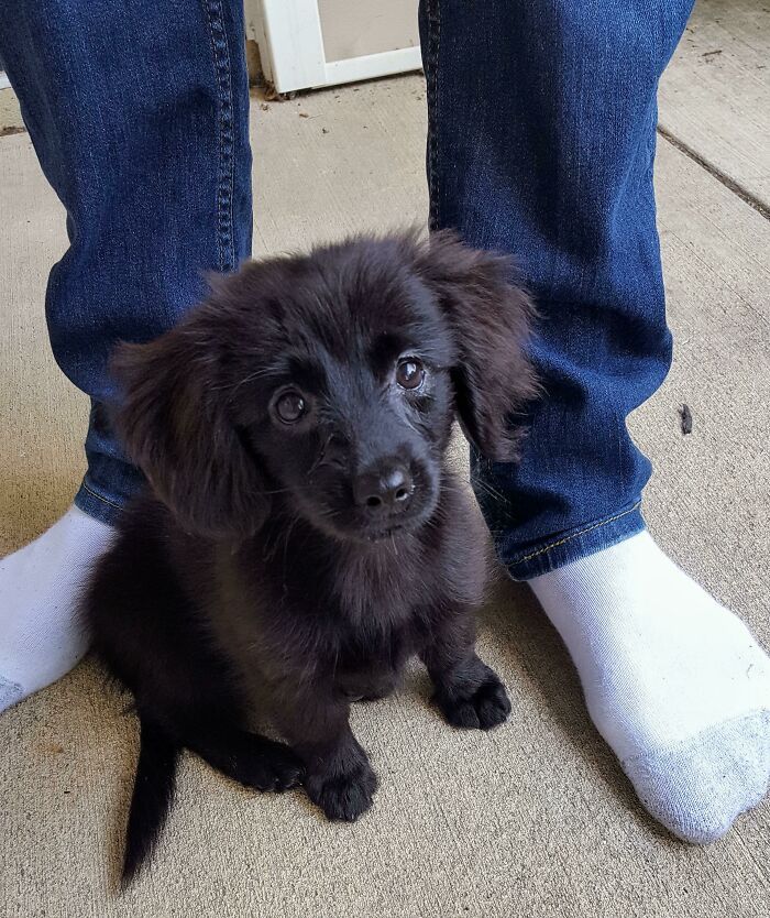 28 fotos de cães adoráveis desse grupo 7