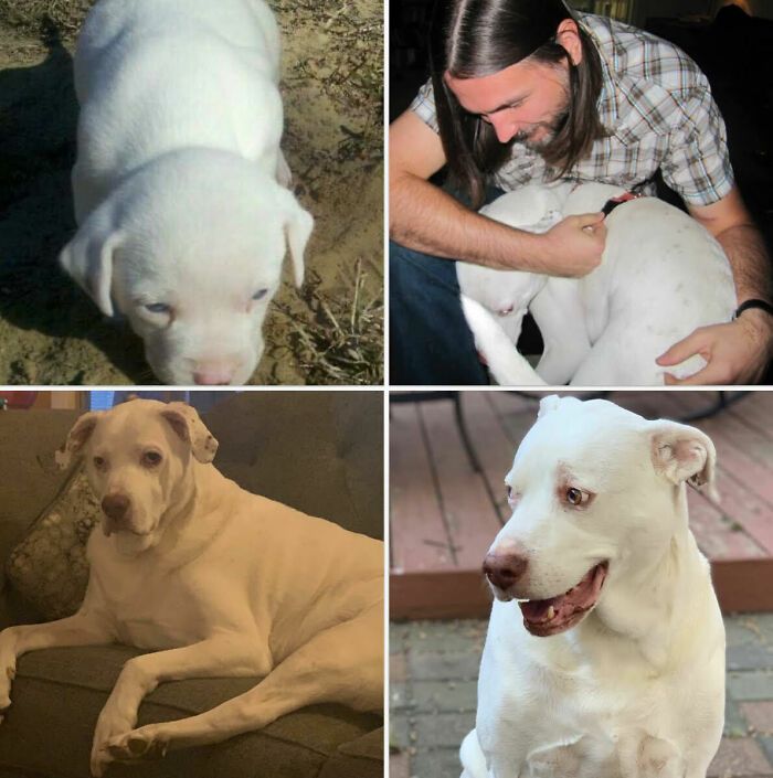 28 fotos de cães adoráveis desse grupo 10