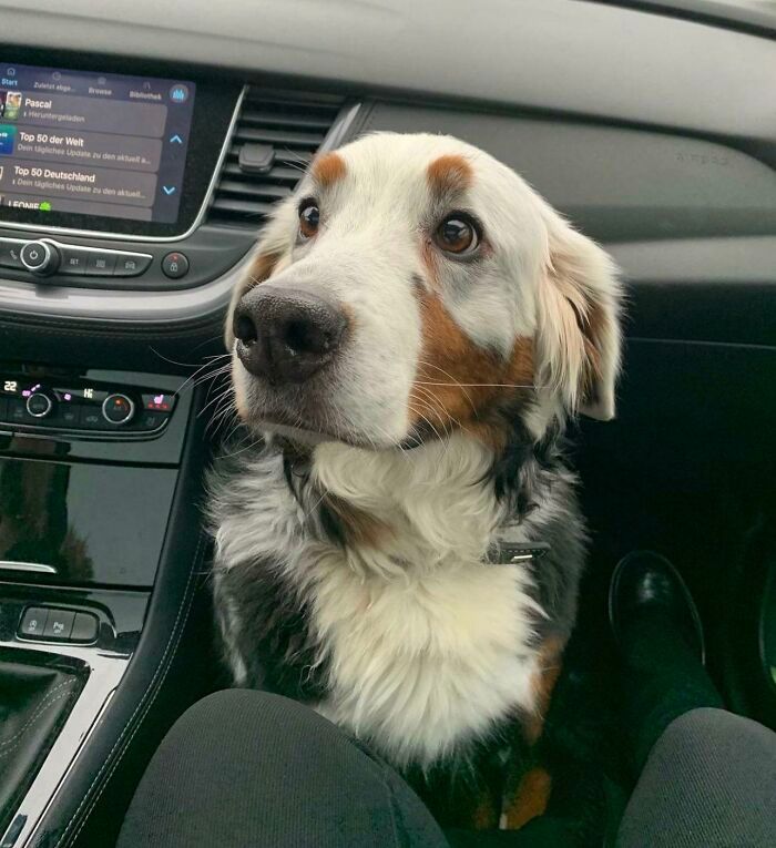 28 fotos de cães adoráveis desse grupo 11