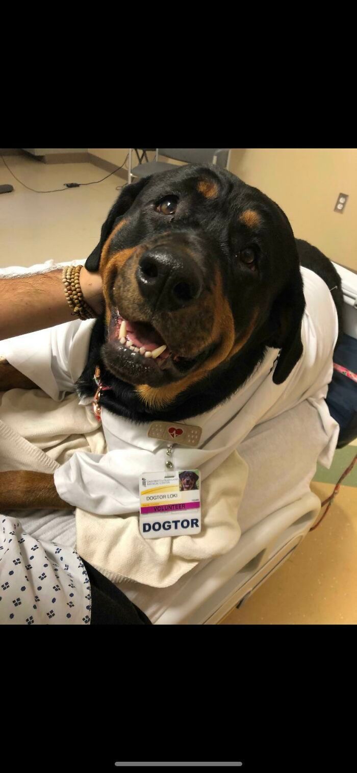 28 fotos de cães adoráveis desse grupo 16