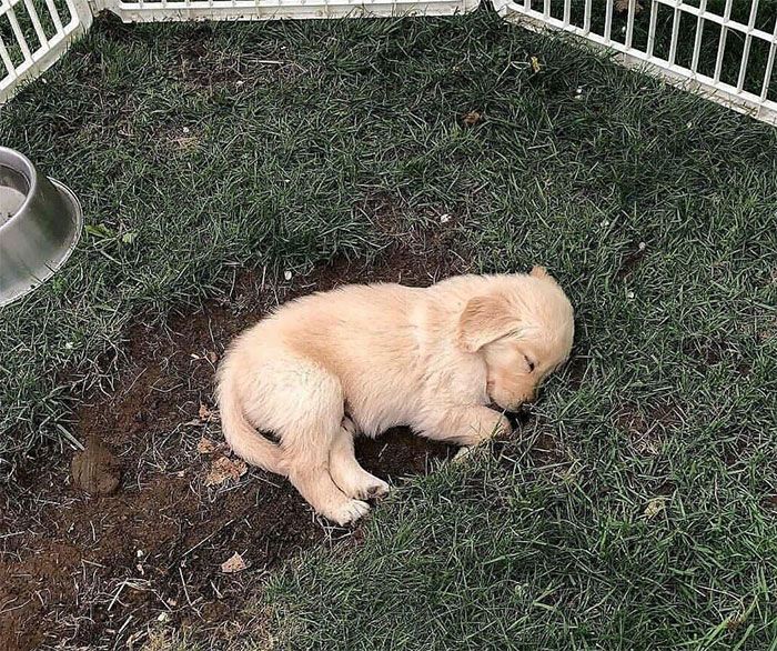 28 fotos de cães adoráveis desse grupo 17