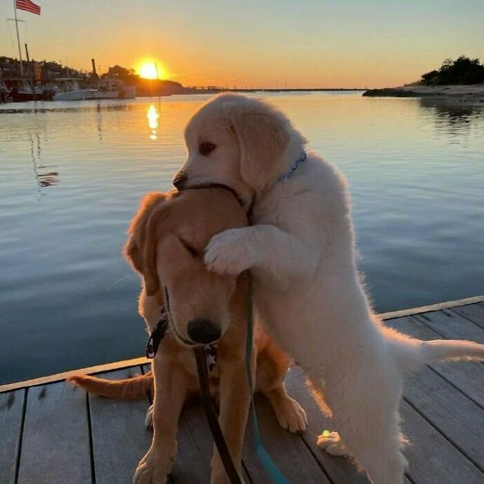 28 fotos de cães adoráveis desse grupo 20